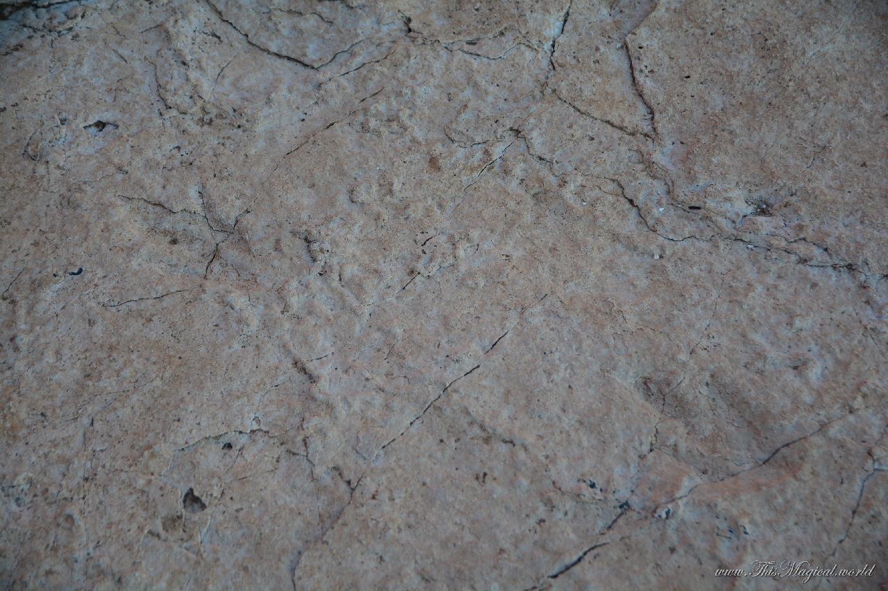 Fossilized dinosaur's footprints