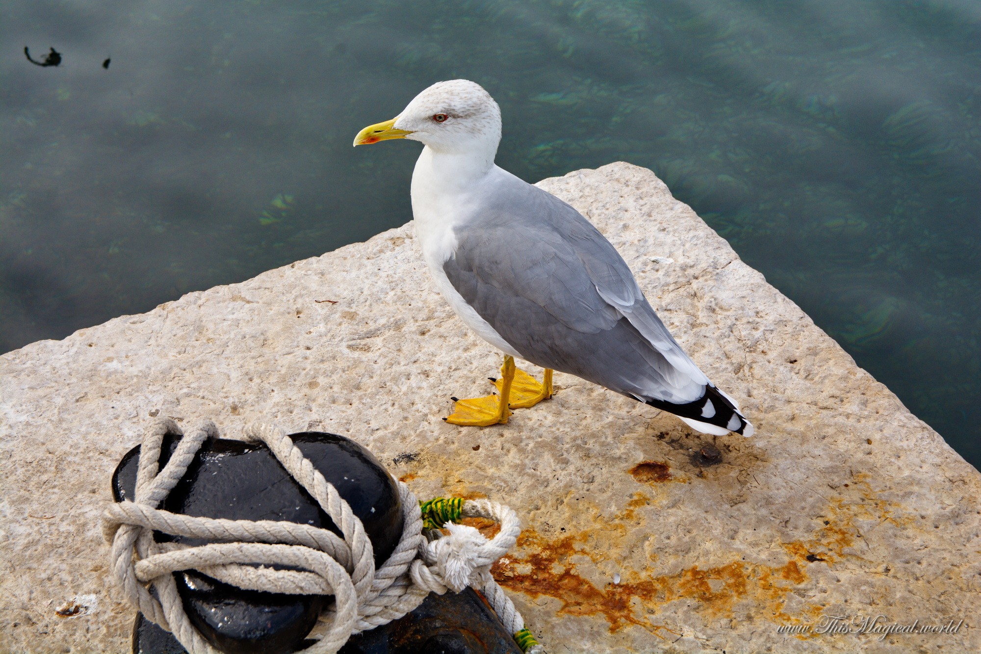 Gulls: the problem of identification