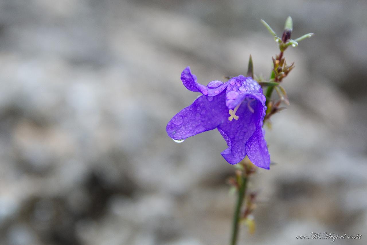 Colors of January