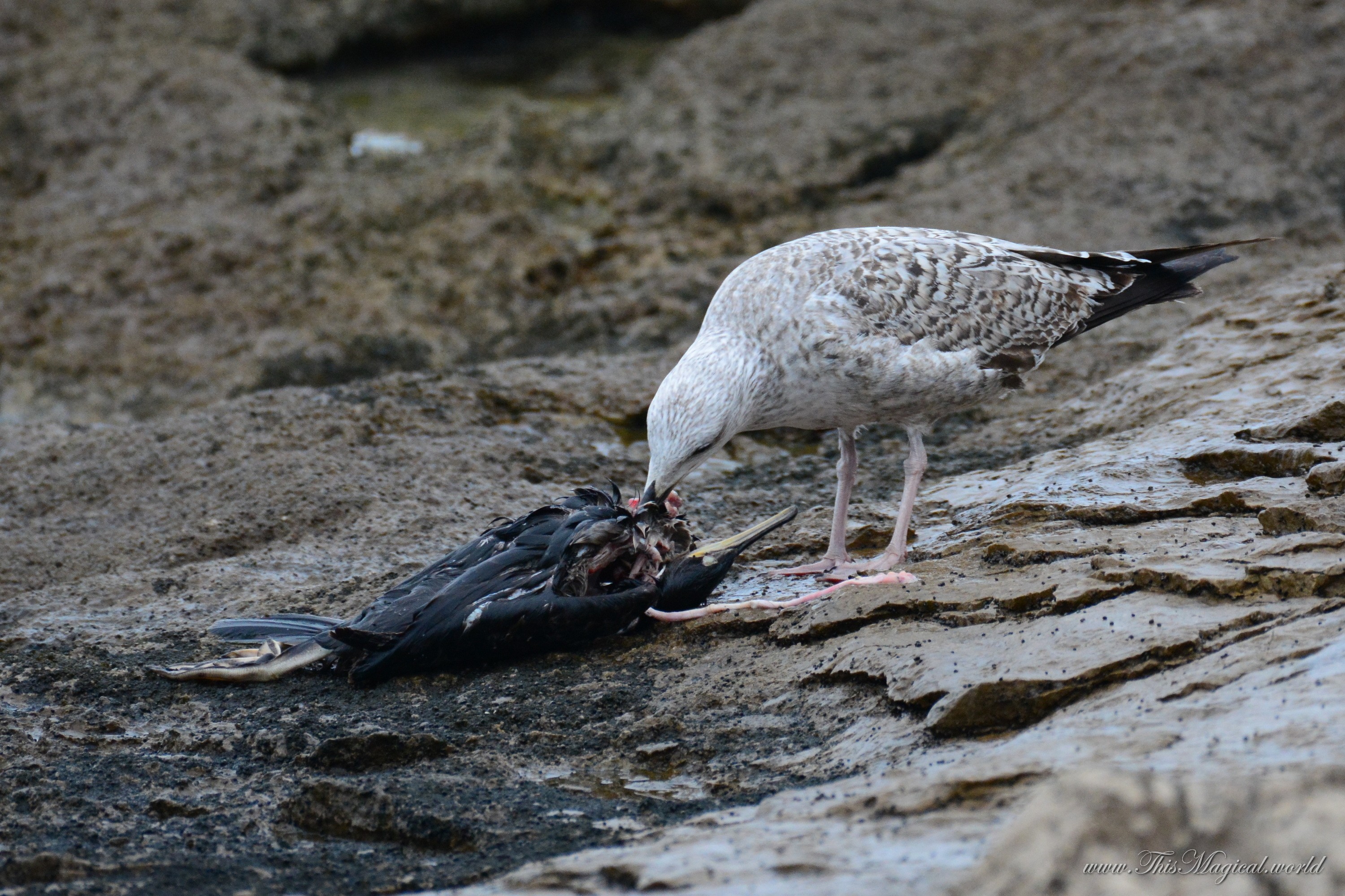 Gull scavenging remains of a cormorant