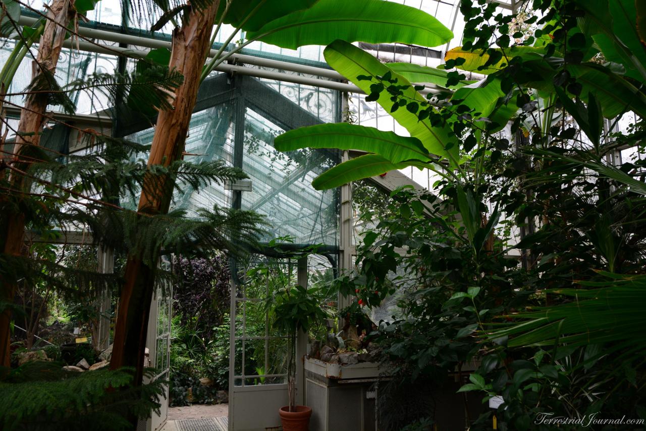 Inside the Greenhouse at the Belgrade's Botanical Garden